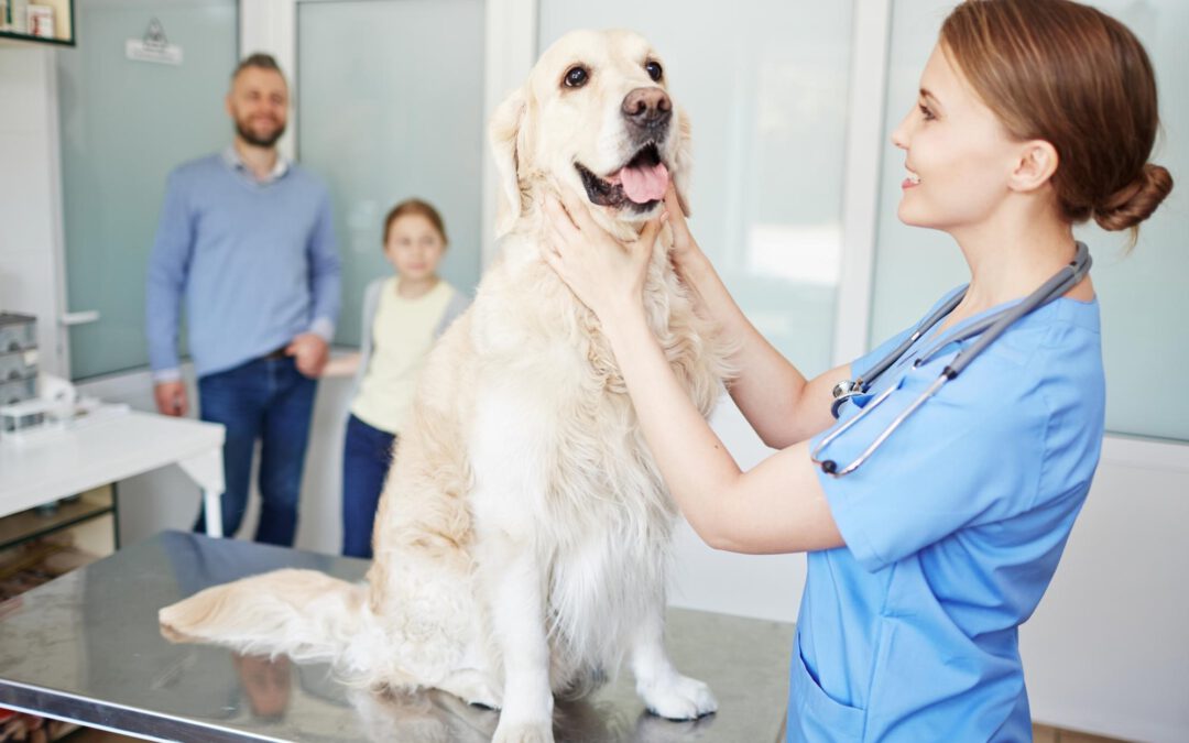 Benefits Of A Dog DNA Test