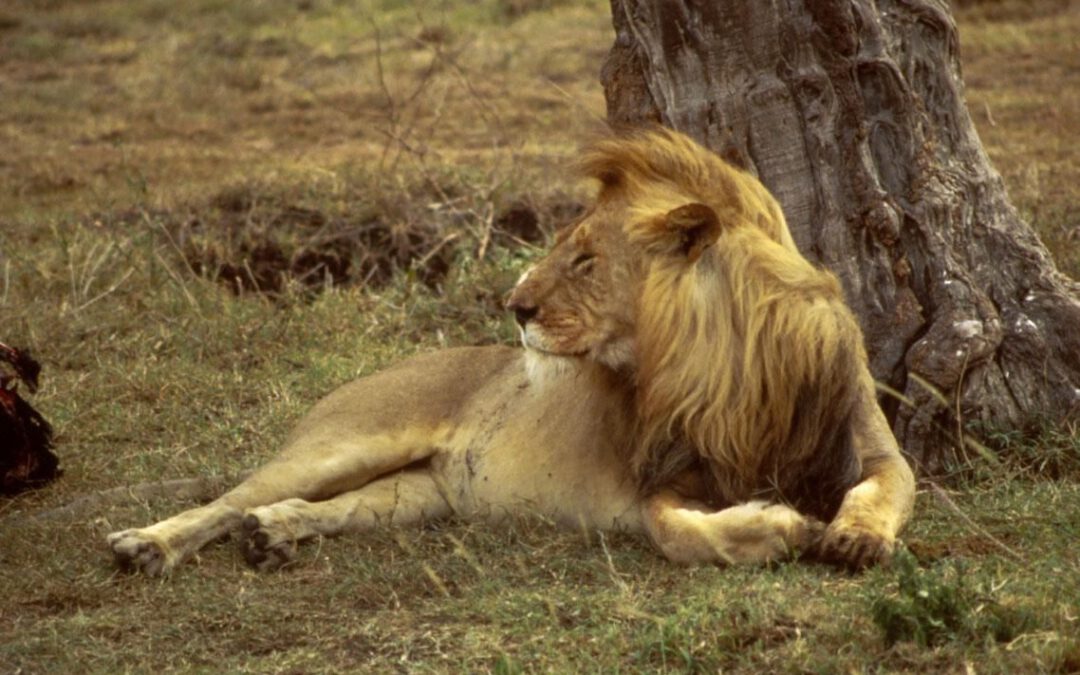 How to Protect Lions from Extinction