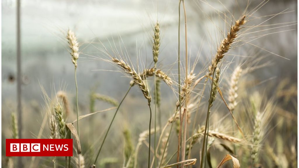 Government sends gene-edited food bill to Parliament