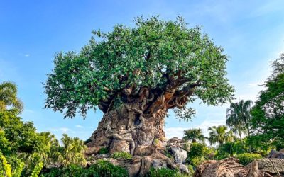 MORE Live Entertainment Has Returned To Disney’s Animal Kingdom! – AllEars.Net