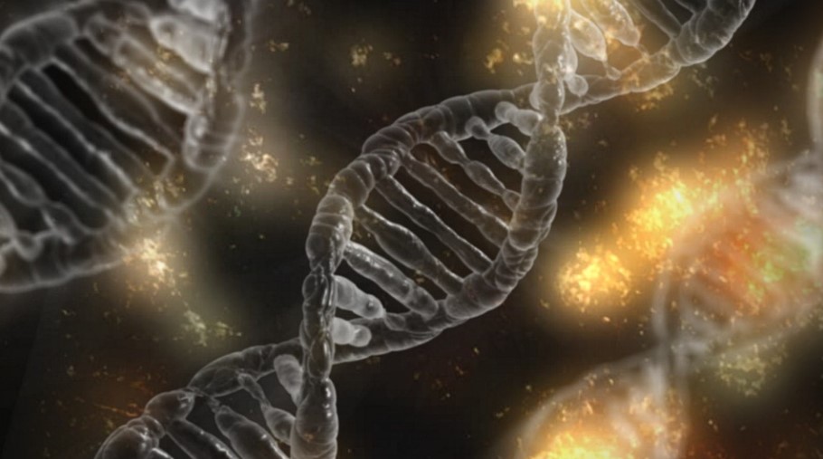 CRISPR Gene Editing Study Demonstrates How Hox Genes Impact Appearance