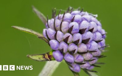 Non-native plants outnumber British flora, major report finds