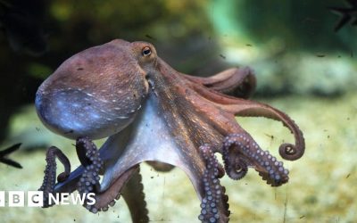 World’s first octopus farm proposals alarm scientists