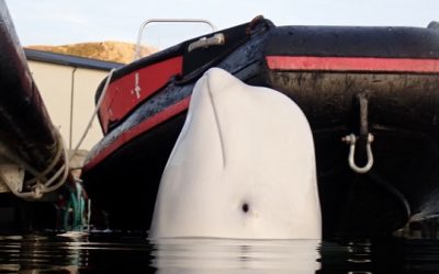 An alleged Russian spy whale is in Sweden — and danger. Here’s why his tale matters