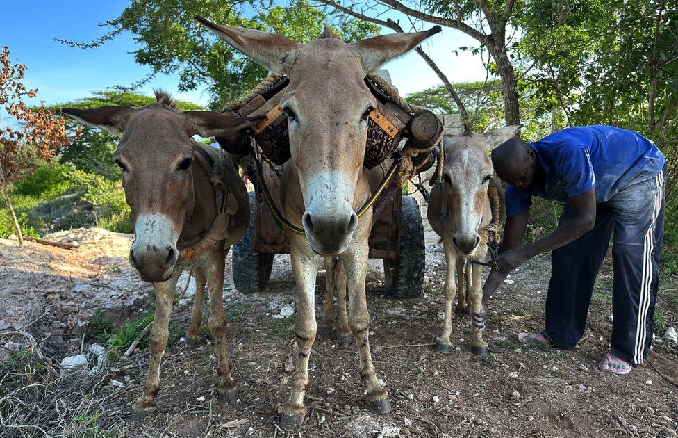 Millions of donkeys killed each year to make medicine