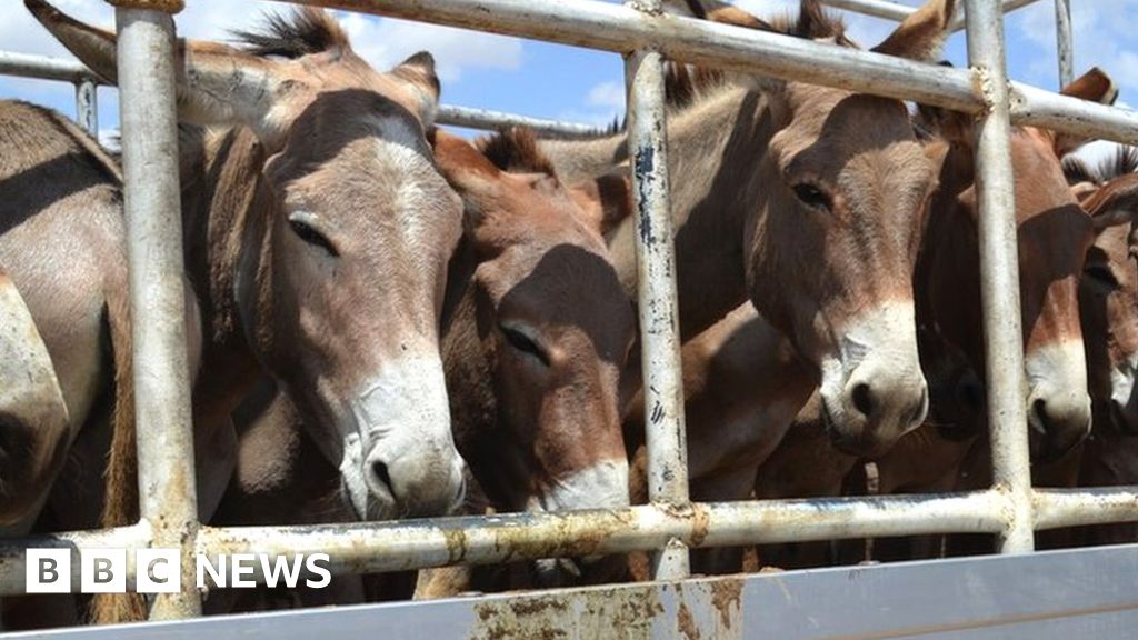 ‘Brutal’ donkey skin trade banned across Africa