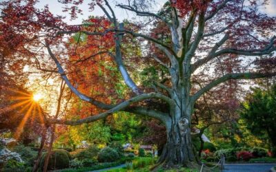 Poland’s ‘Heart of the Garden’ named tree of 2024