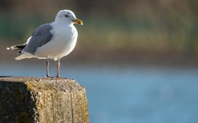Seagulls ‘charismatic’ not ‘criminal’, say scientists