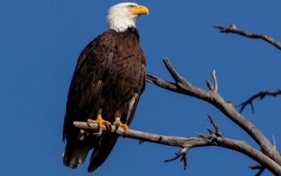US man pleads guilty to ‘killing spree’ of eagles