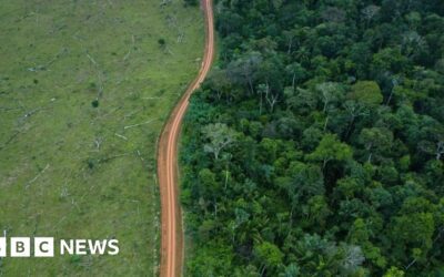 Tree loss drops after political change in Brazil and Colombia