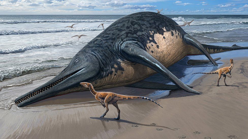 Prehistoric sea reptile ‘twice as long as bus’